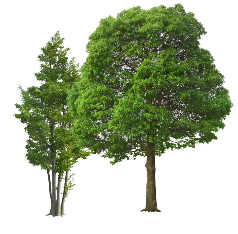 Bordeaux Bois Services Achat Bois Bordeaux Arbre 2