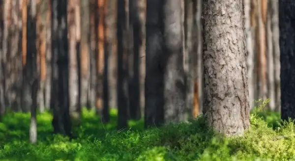 Bordeaux Bois Service Achat Bois Bordeaux Futaies Jardinees Des Pyrenees